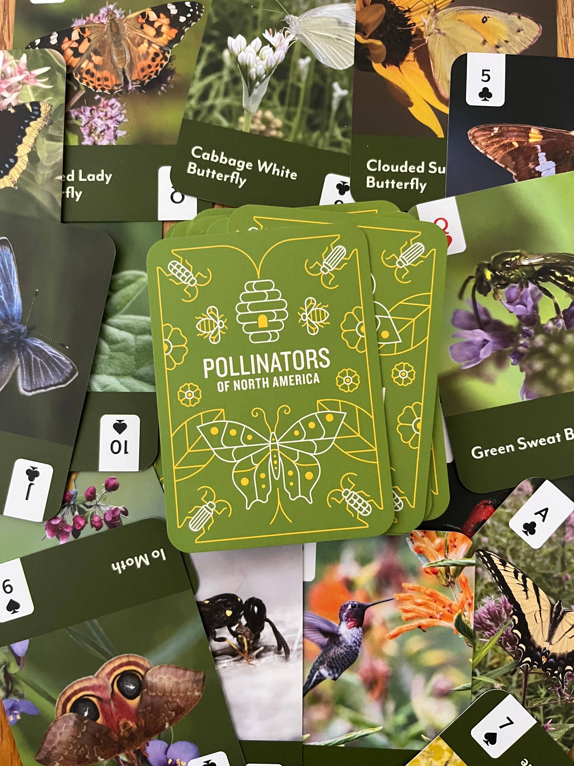 Pollinators of North America Card Deck