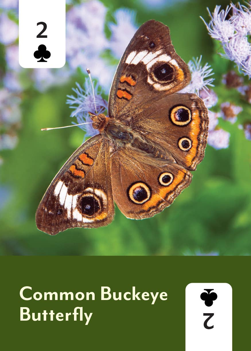 Pollinators of North America Card Deck