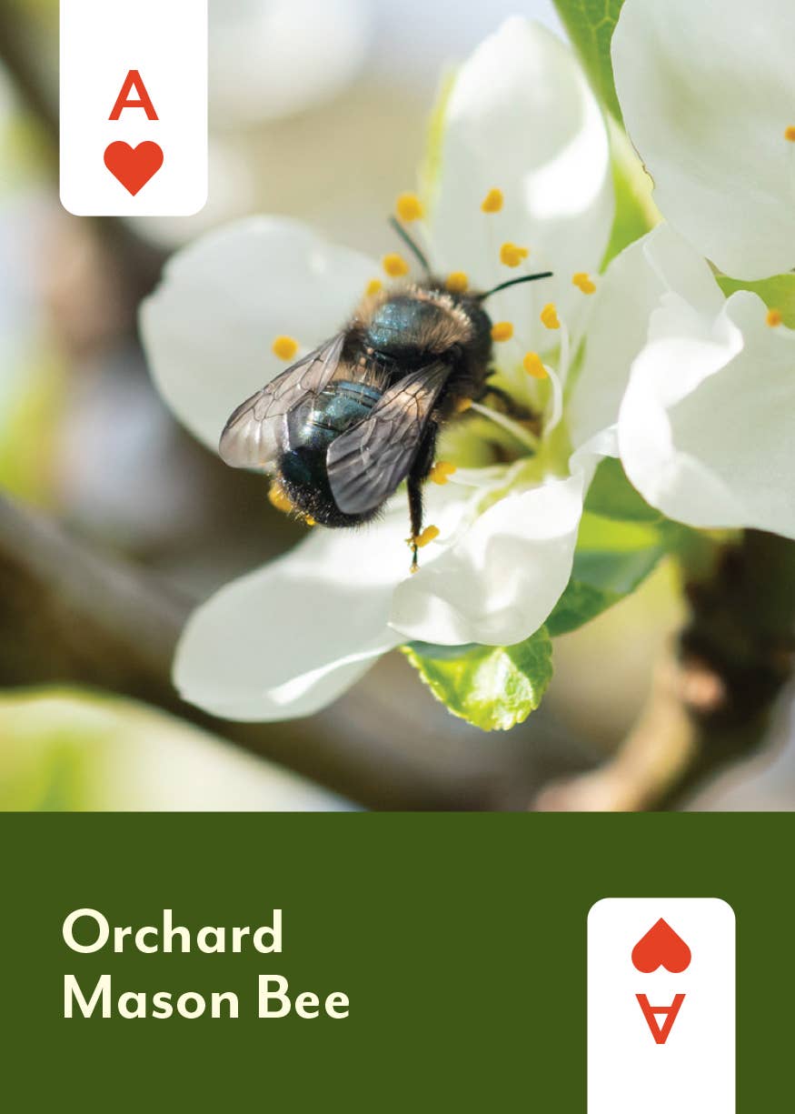 Pollinators of North America Card Deck