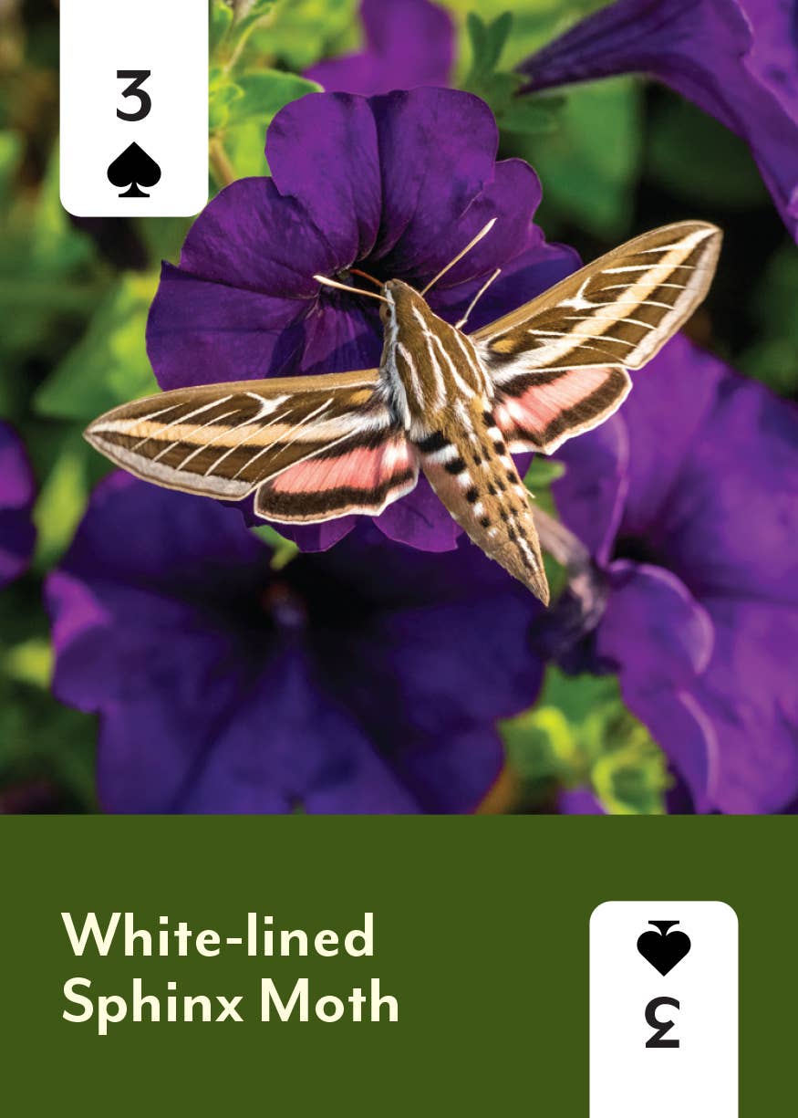 Pollinators of North America Card Deck
