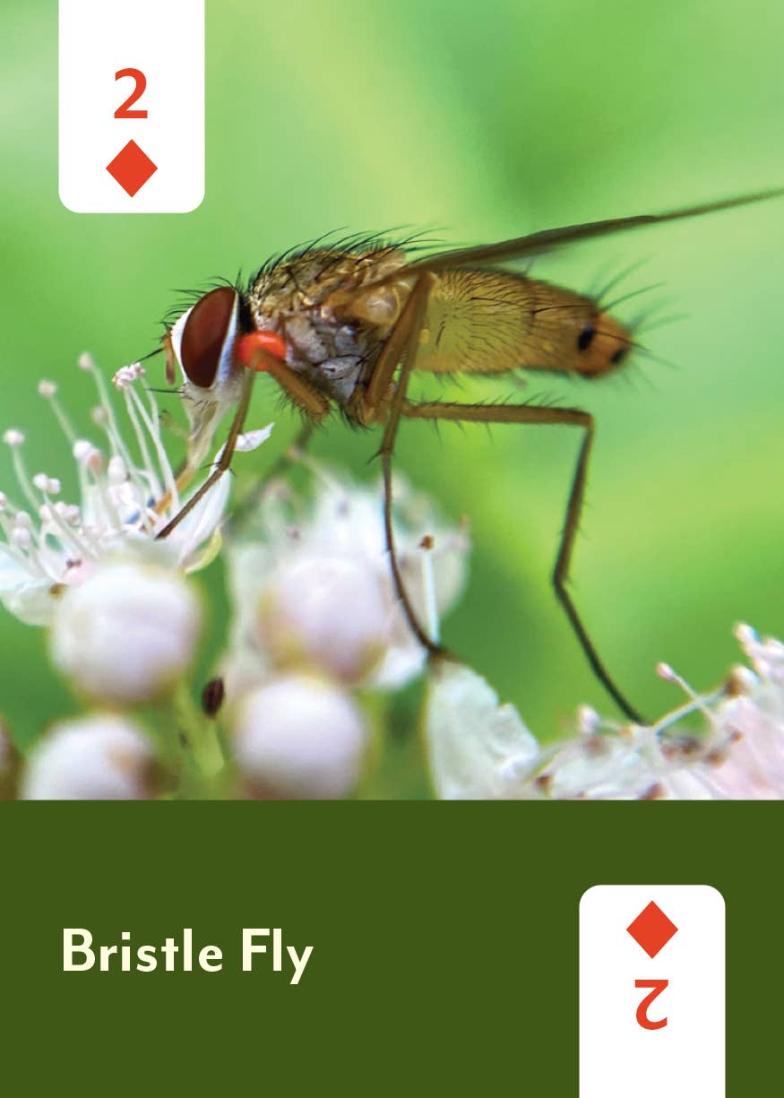 Pollinators of North America Card Deck