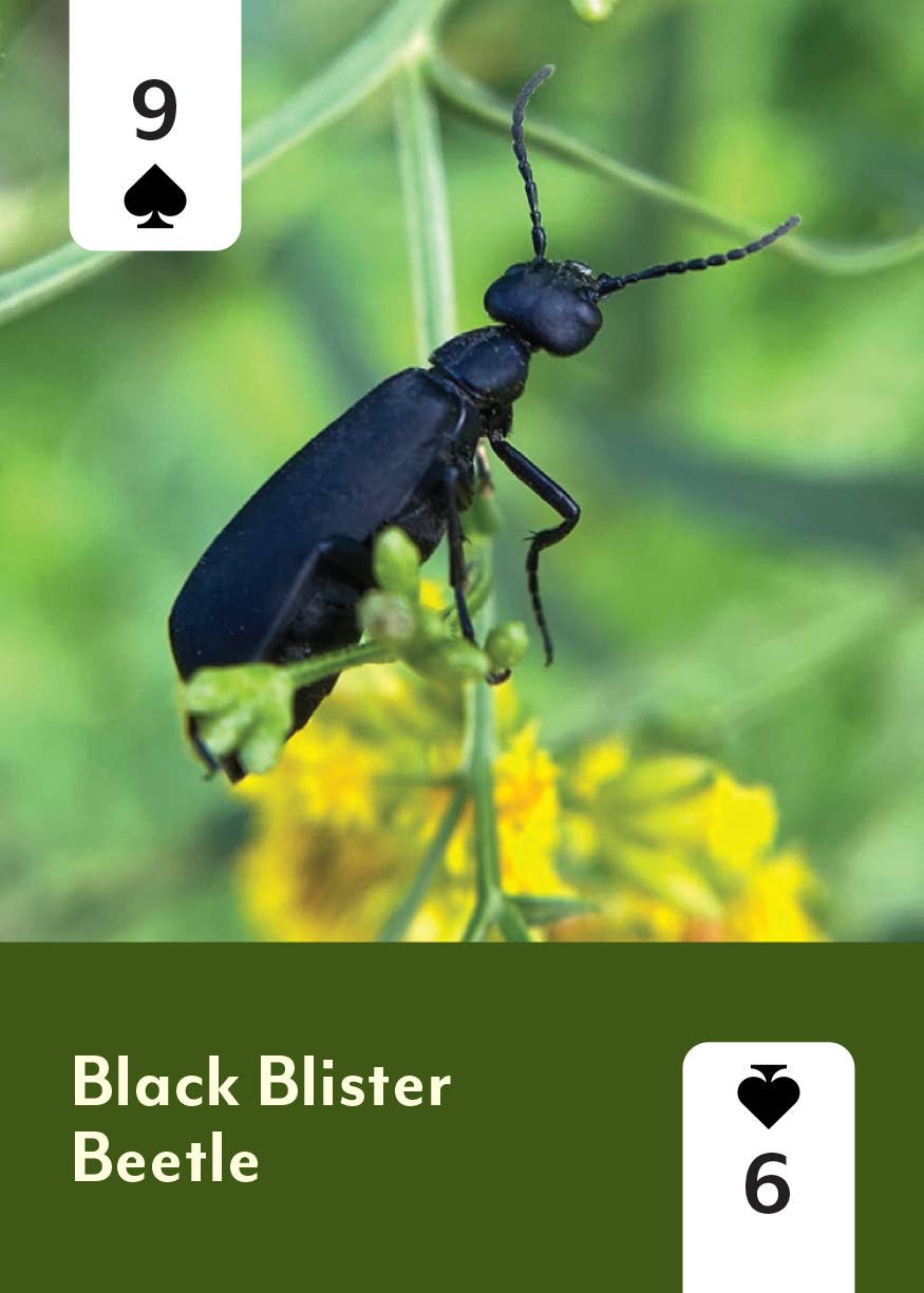 Pollinators of North America Card Deck